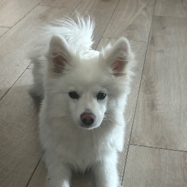Photo de Snow