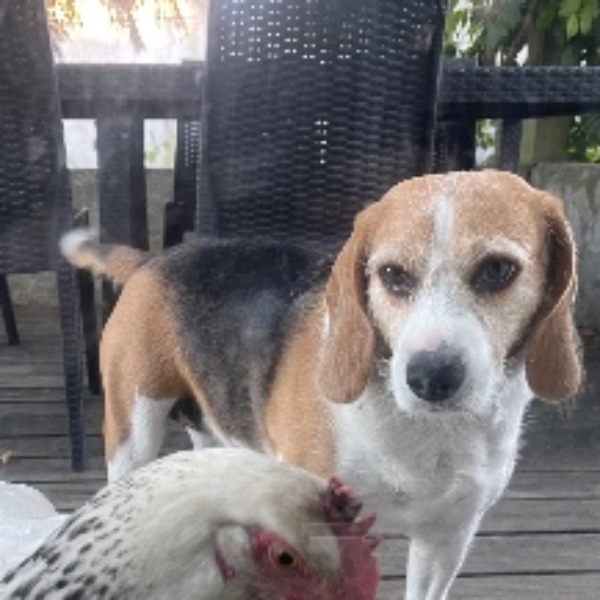 Photo de Jipsie