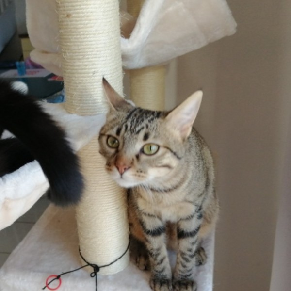 Photo de SASHA