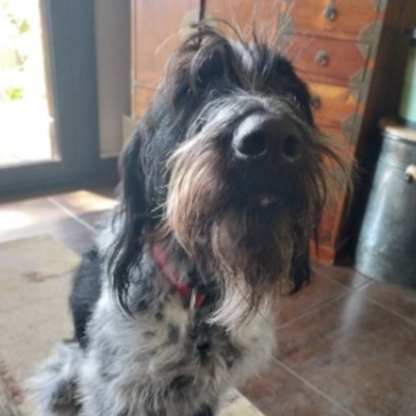 Photo de Patch