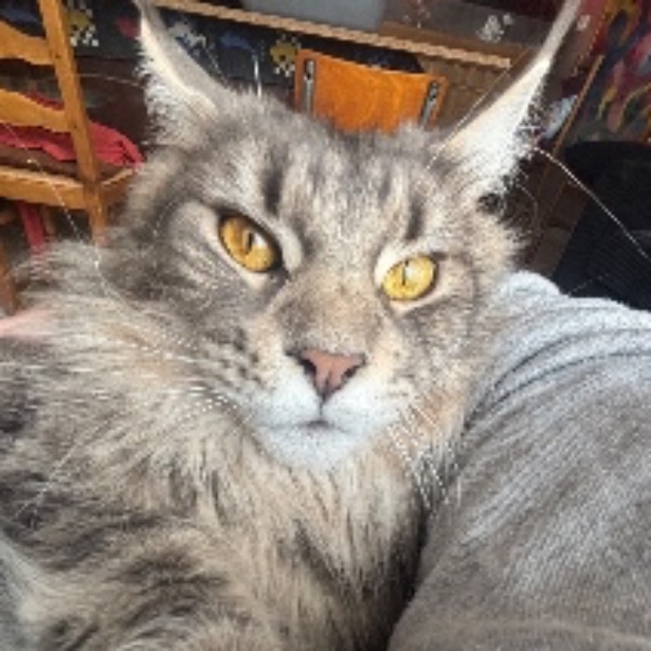 Willow