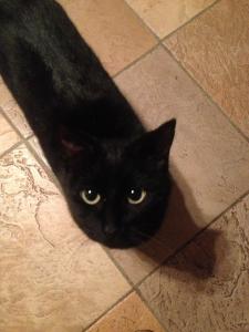 Photo de Myrtille