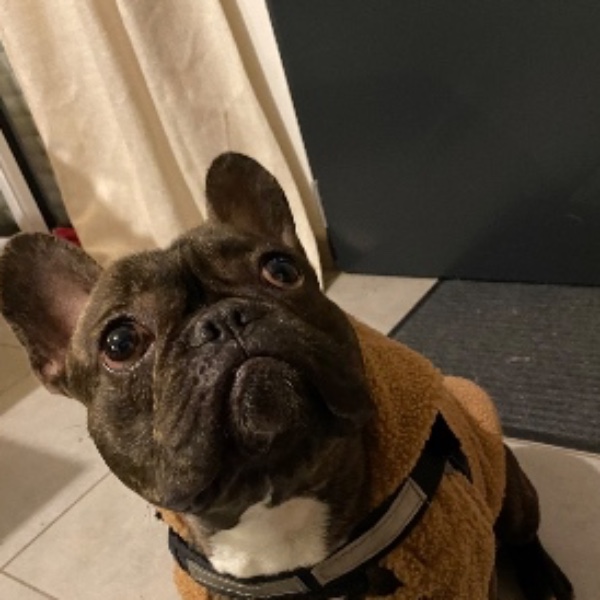 Photo de Yoda