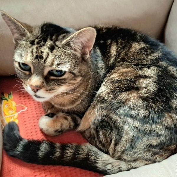 Mirabelle