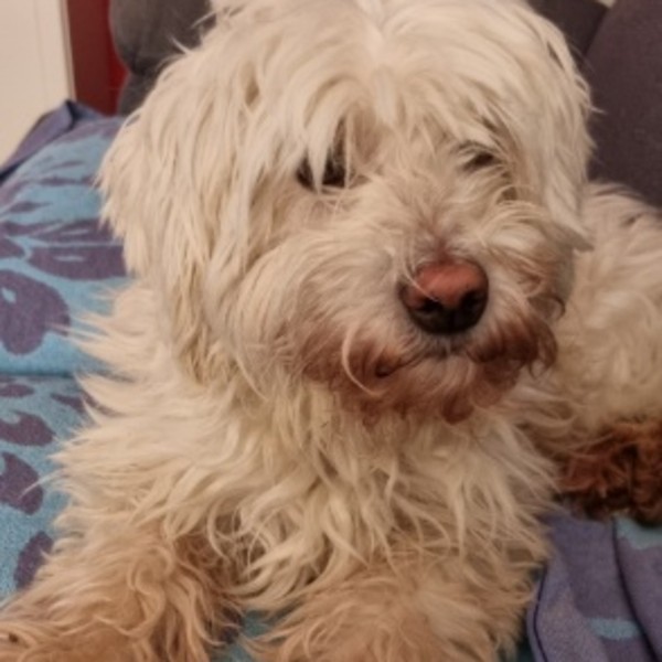 Photo de Odin