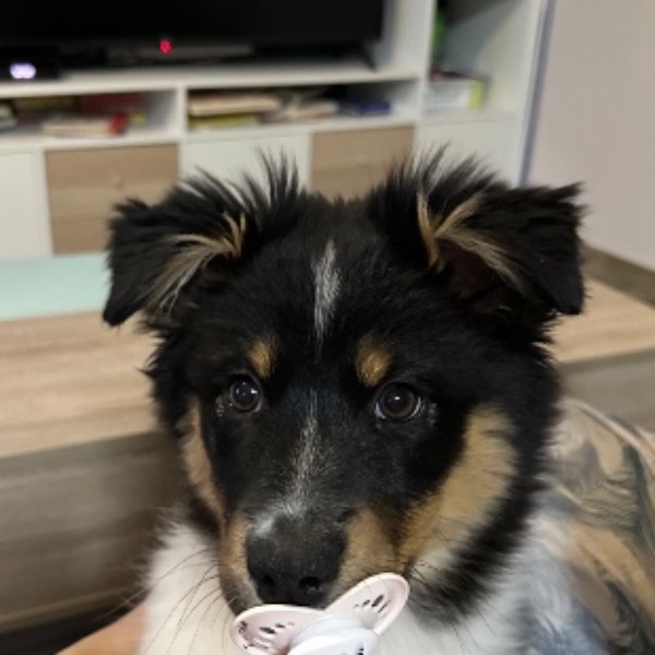 Aria