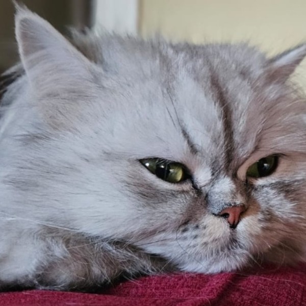 Photo de Masha
