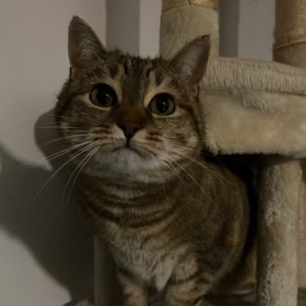 Nala