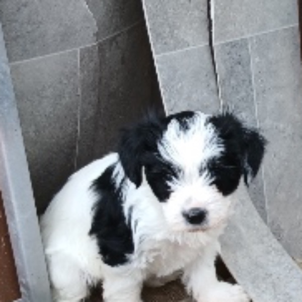 Bandit