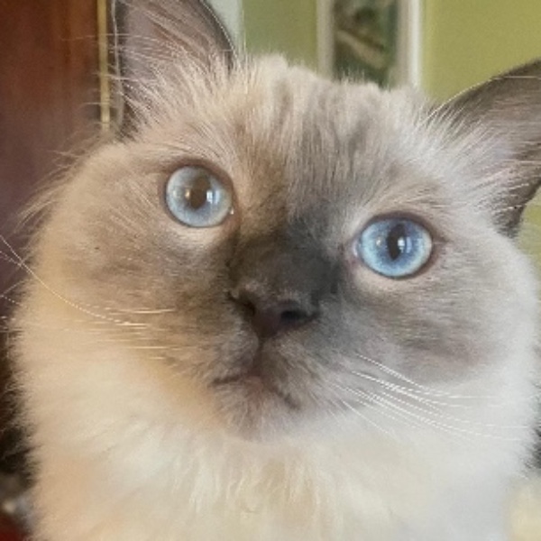 Photo de Verdi