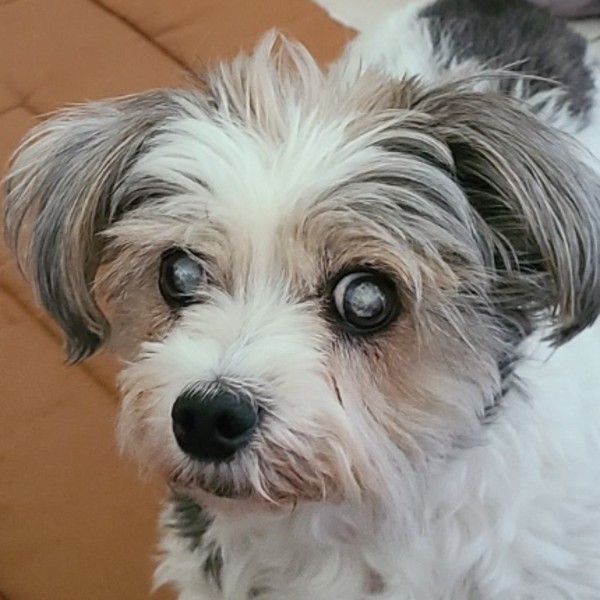 Photo de Tootsie