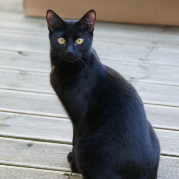 Photo de Berlioz