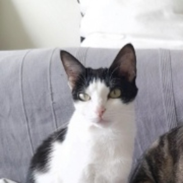 Oreo