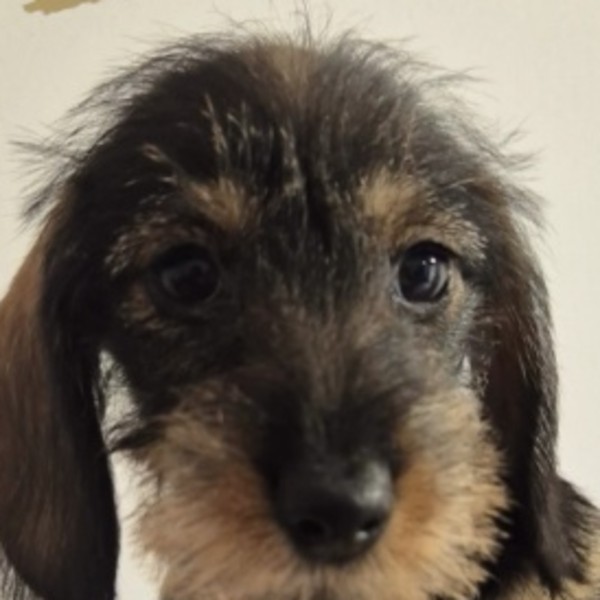 BEA