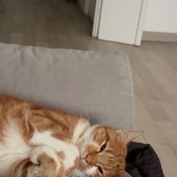 Photo de Calypso