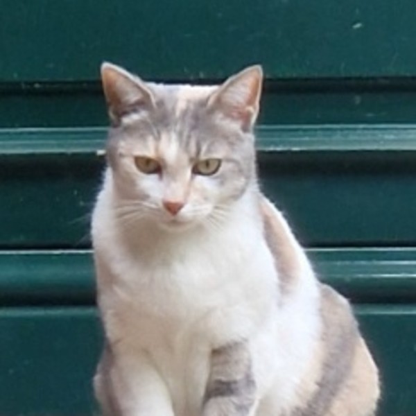 Photo de Freyja