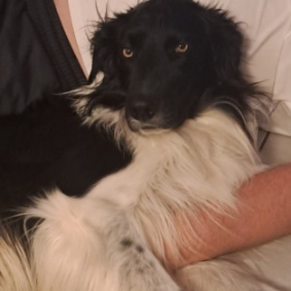 Photo de Samba