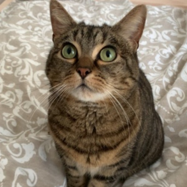 Titi