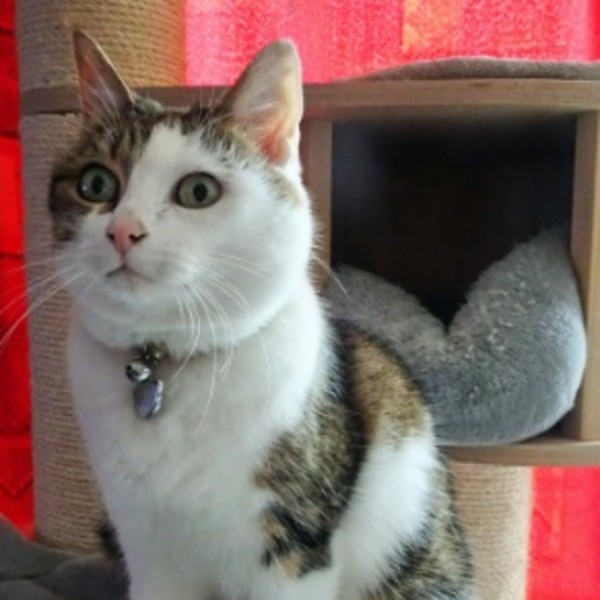 Photo de Laska
