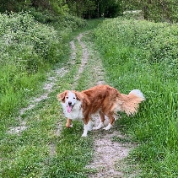 Photo de Pogo