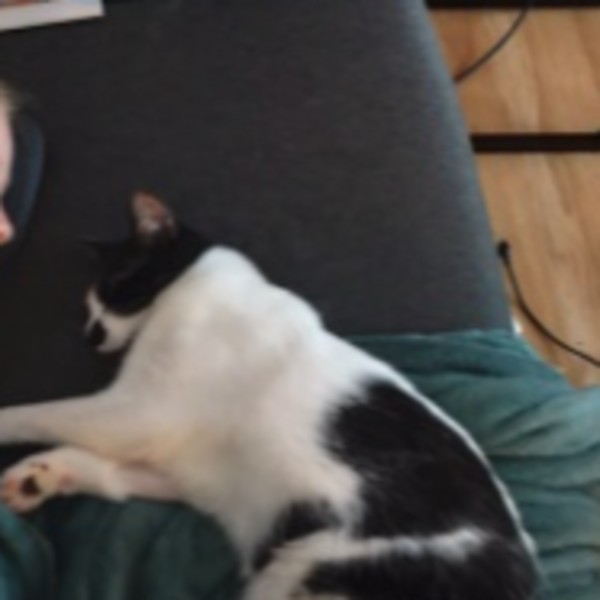 Photo de Milo
