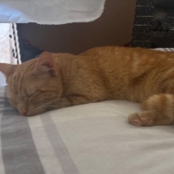 Milo