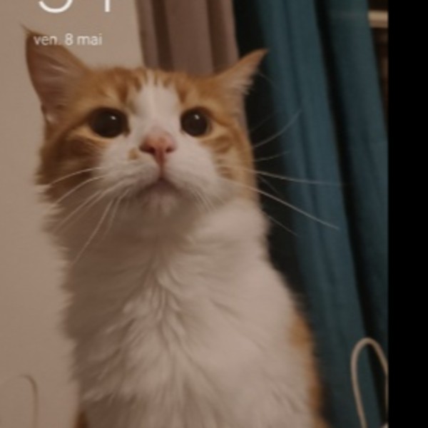 Photo de Scooter
