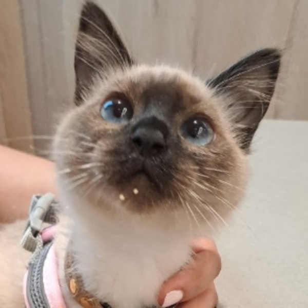 Cookie