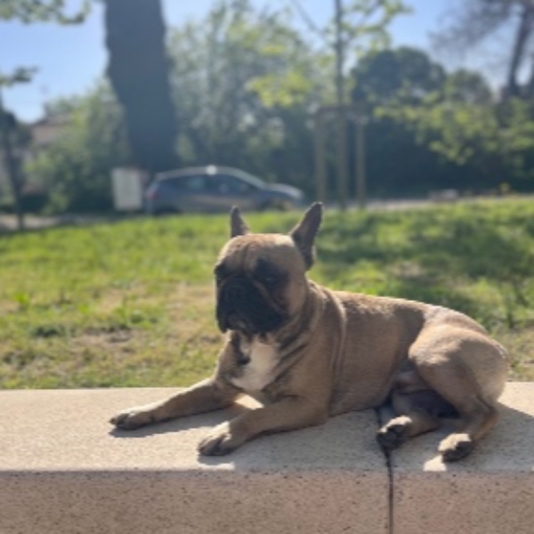 Photo de Vega