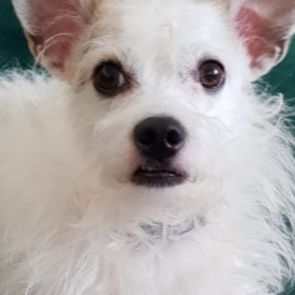 Photo de Idefix
