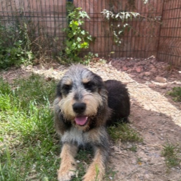 Photo de Pepper