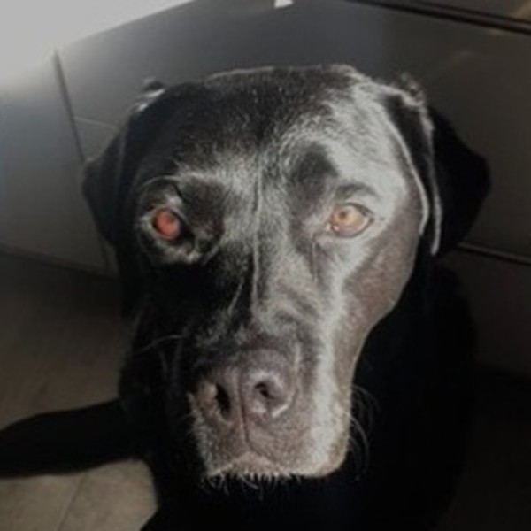 Maestro