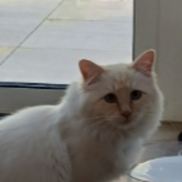 Photo de Aslan