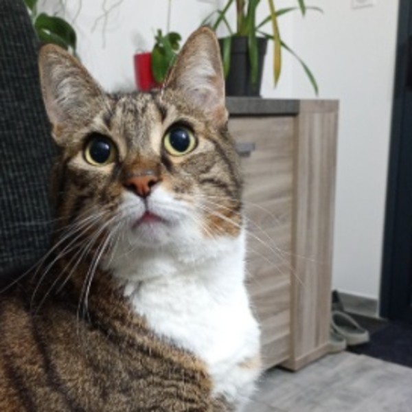 Photo de Noisette