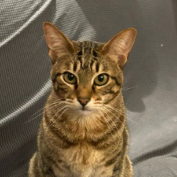 Oscar