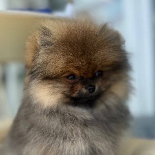 Photo de Kooki