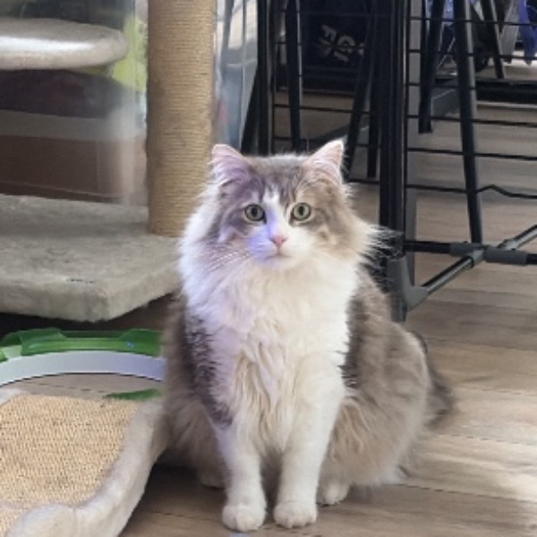 Kumo