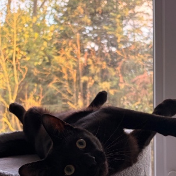 Chauve-souris