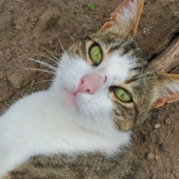 Photo de Stoik