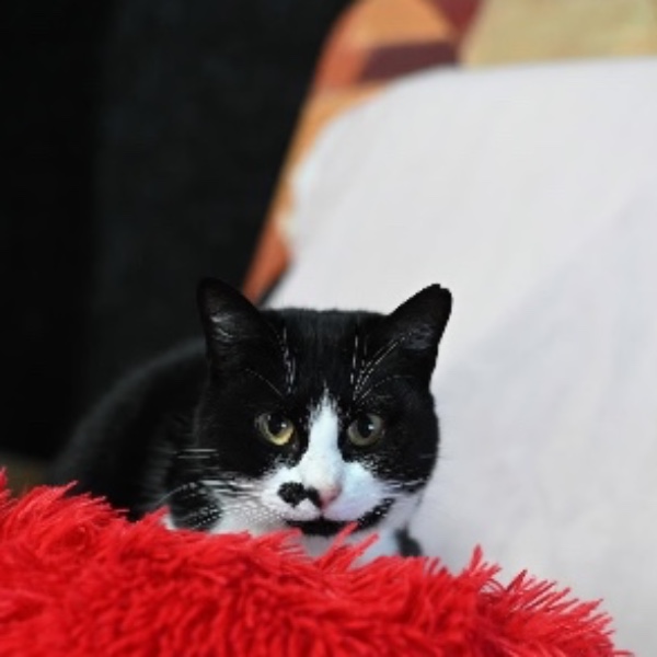 Photo de Lilie