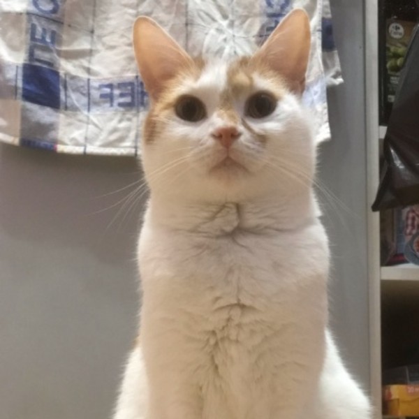 Snickers