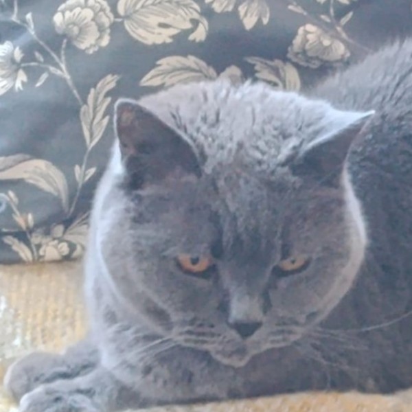 Photo de Merlin