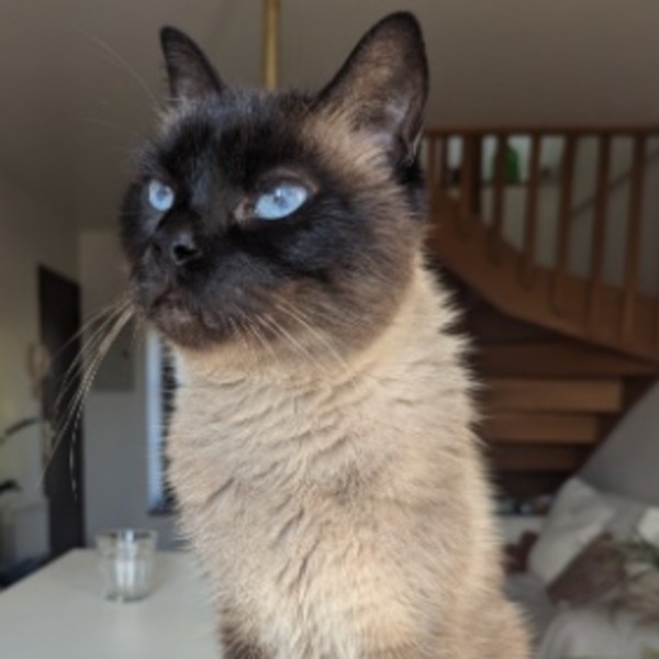 Photo de Chachat