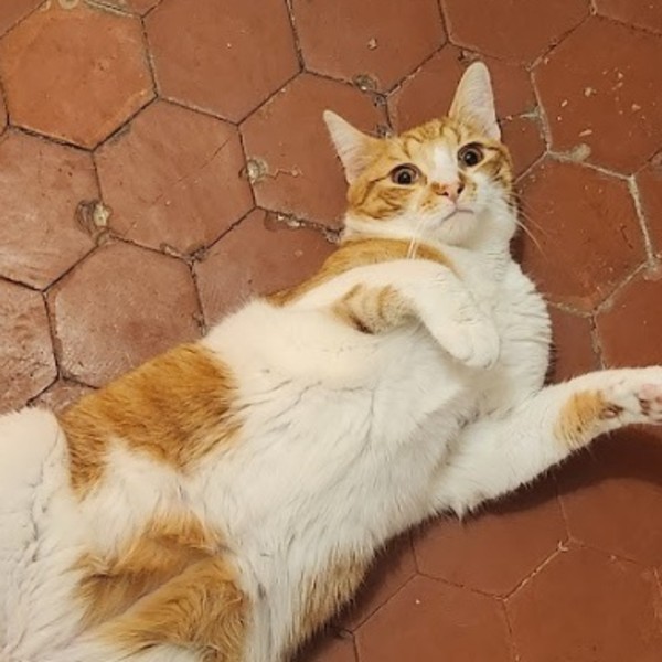 Photo de Apo