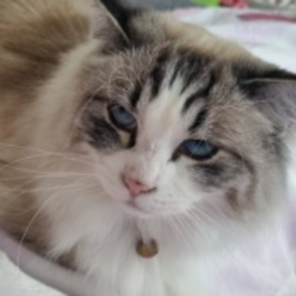 Photo de SAFA