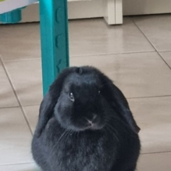 Photo de Kaline