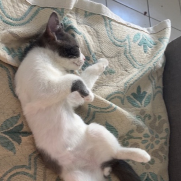 Carlos
