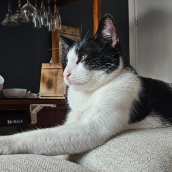 Photo de Jak
