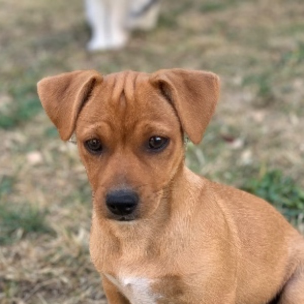 Photo de Rocky