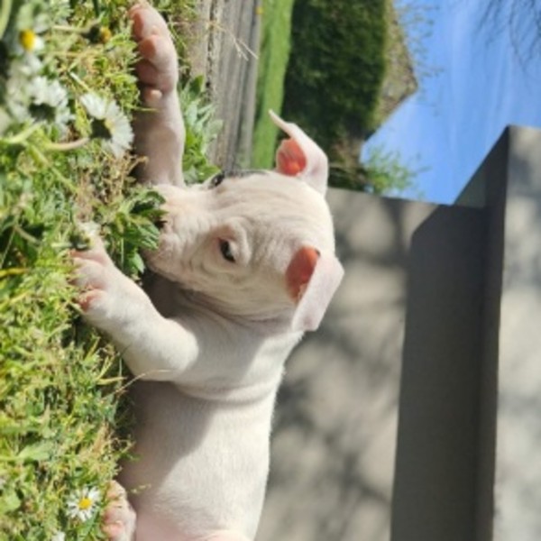 Photo de Champa